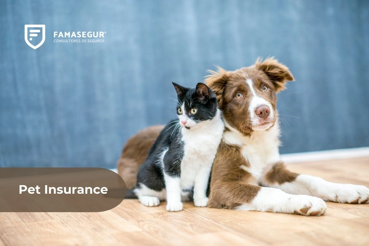 Pet Insurance