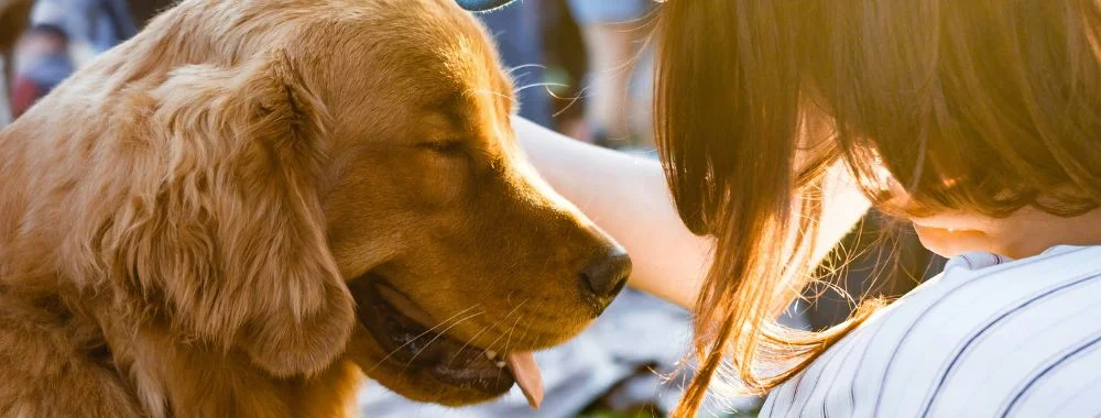 seguro animais de estimação